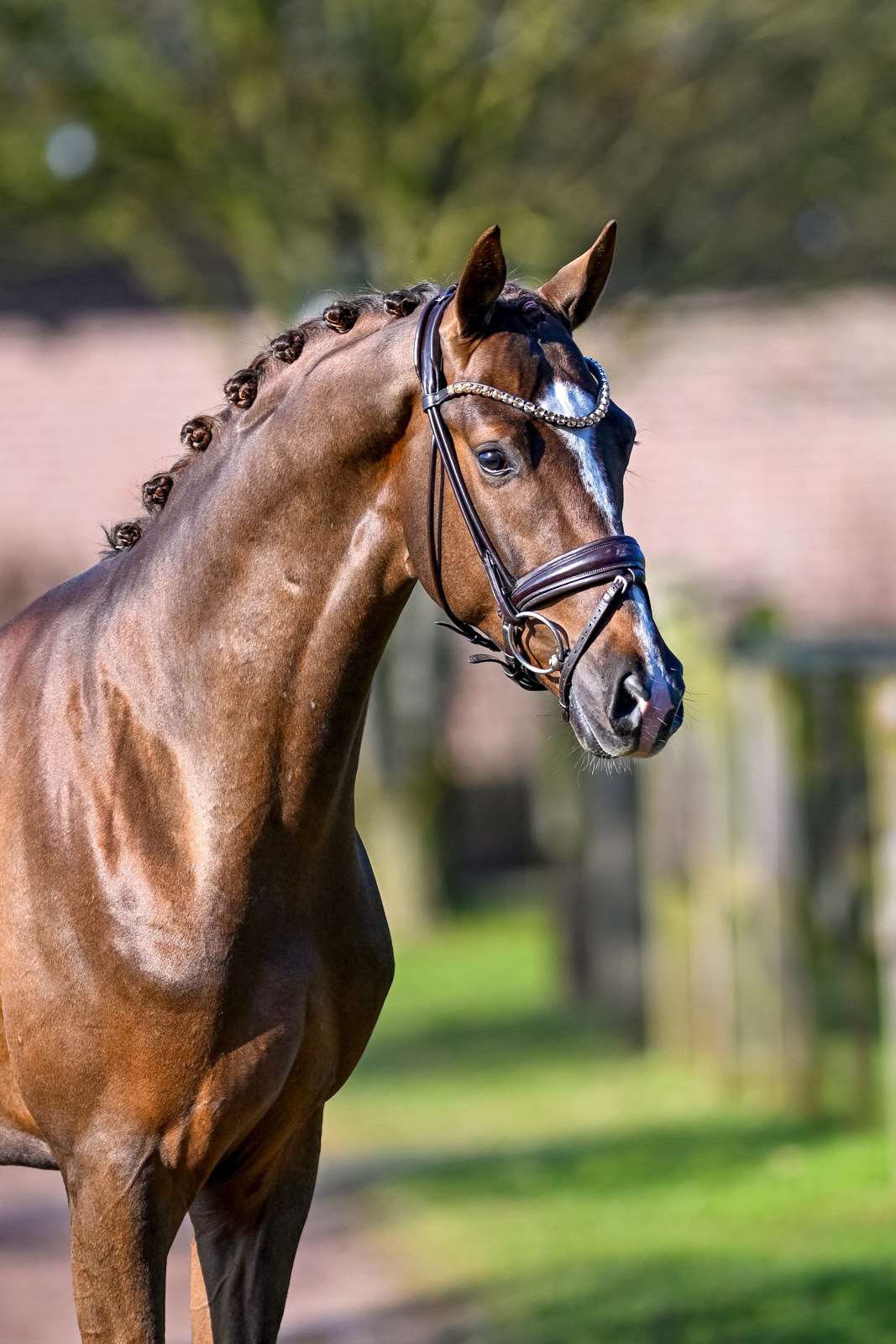 Dolce Bacio Stallion